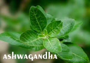 ashwagandha plant