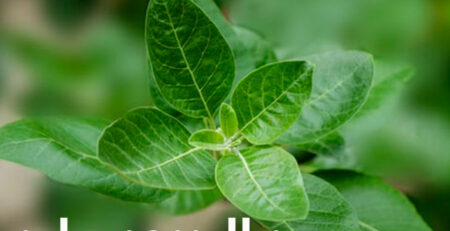 ashwagandha plant